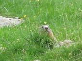 25 Marmotta nel verde
